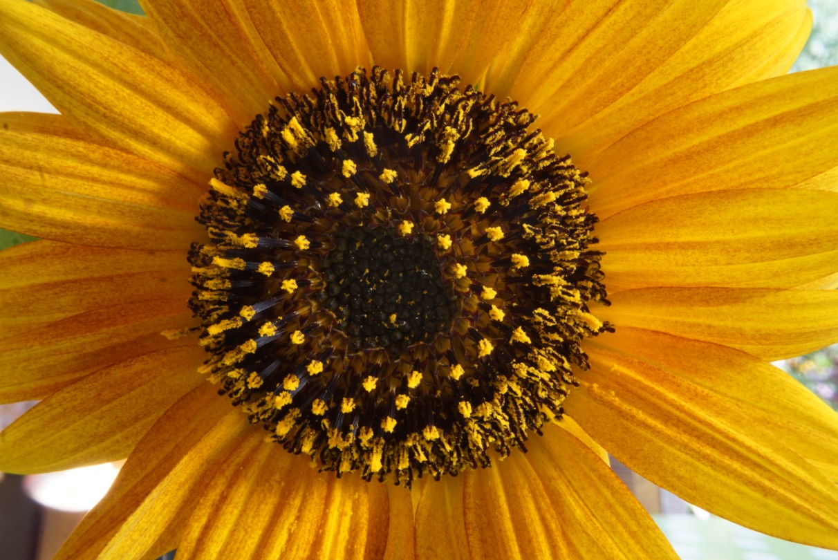 sonnenblume_sep_2020.jpg