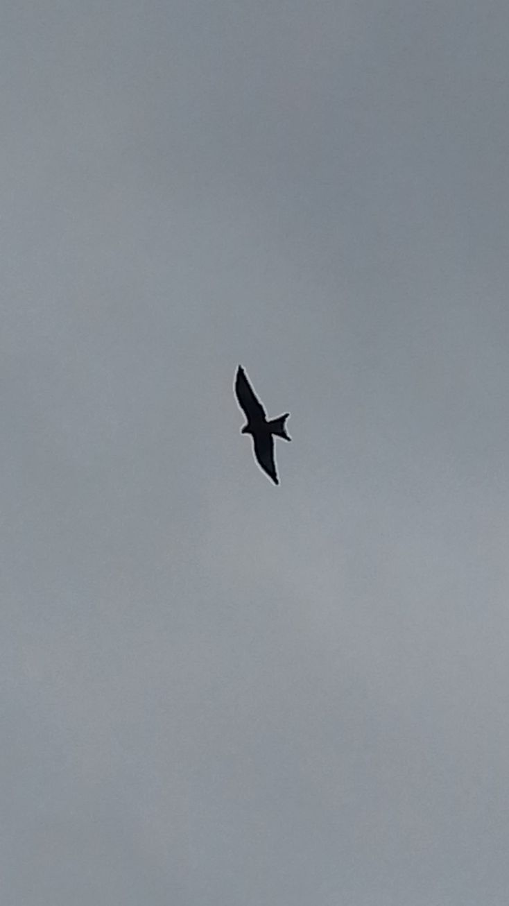 20200917_094913milan.jpg