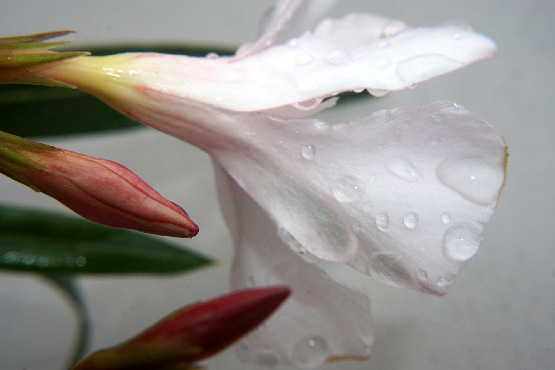 oleander_im_nieselregen.jpg