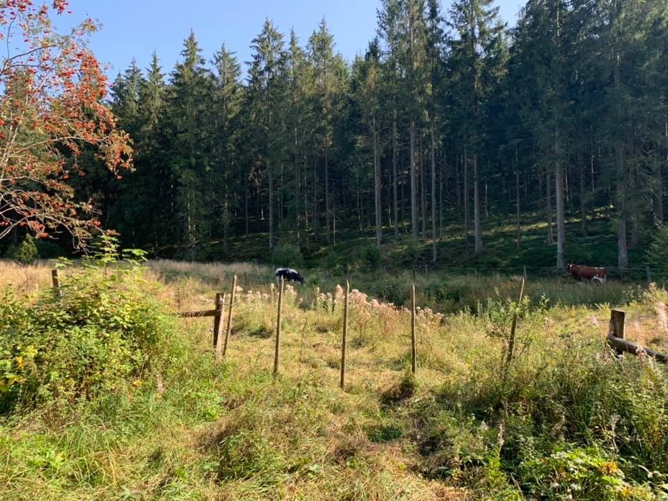 k__he_im_wald.jpg