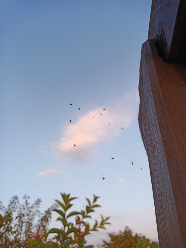 img_20200929_061411.jpg