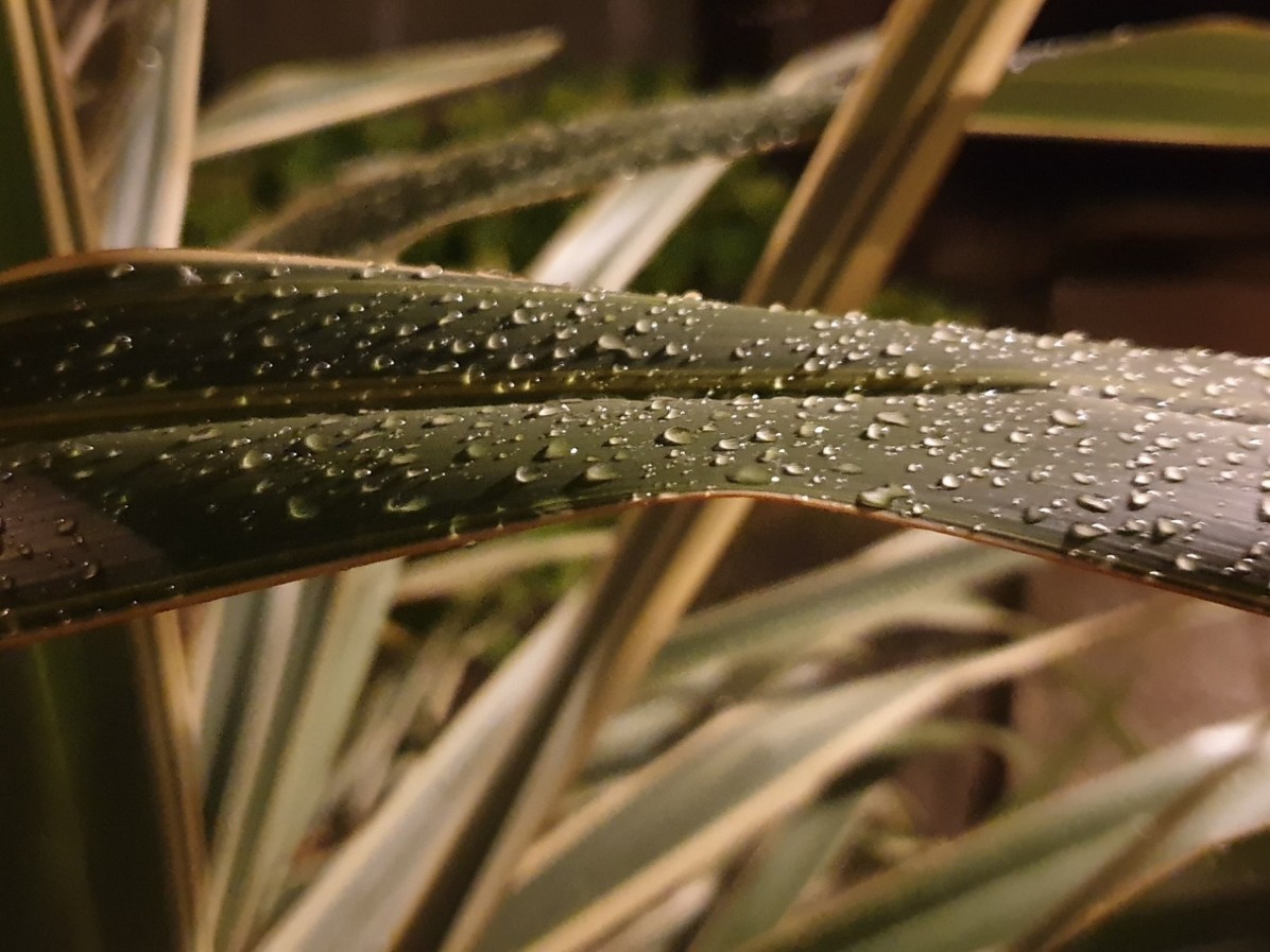 regen_regen_tropfen.jpg