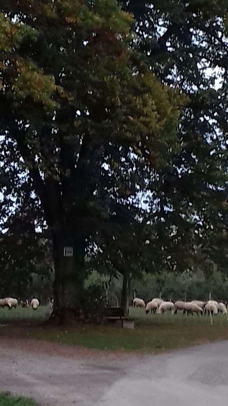 20201013_180258schaf.jpg