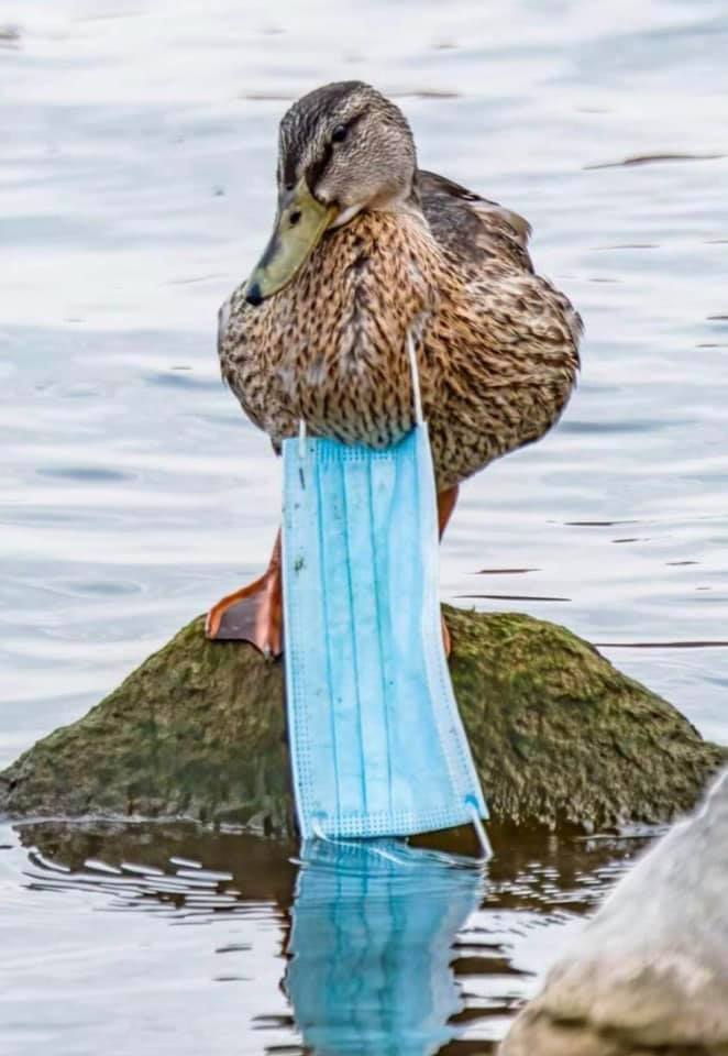 ente_mit_maske.jpg