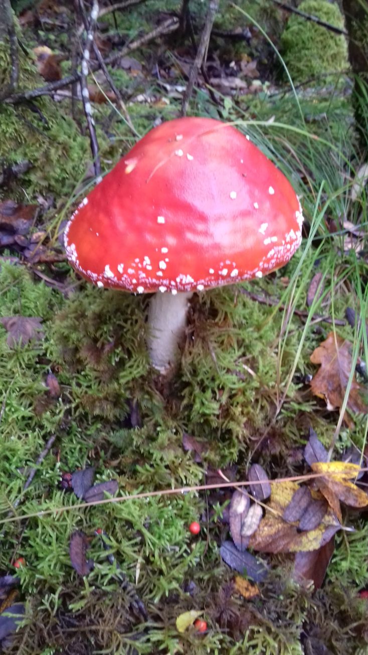 20201017_100743fliege2.jpg