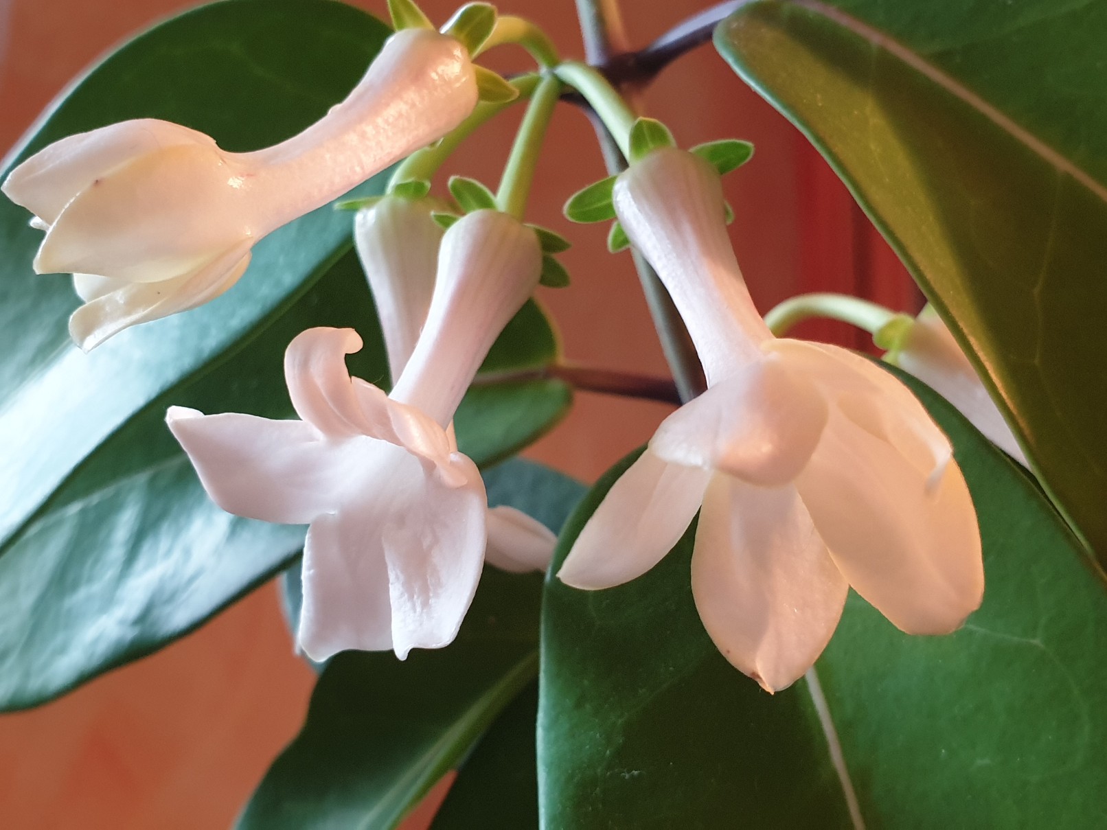 stephanotis.jpg