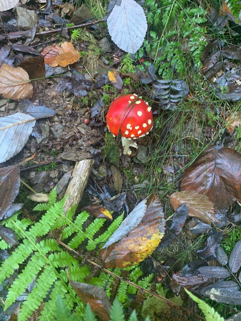 fliegenpilz.jpg