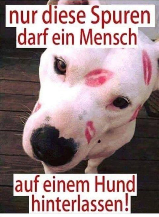 kuss_auf_hund.jpg