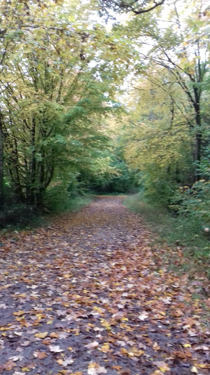 20201016_101608herbst.jpg
