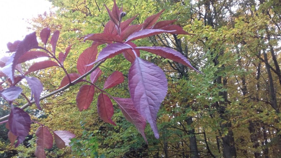 20201022_104216herbst21.jpg
