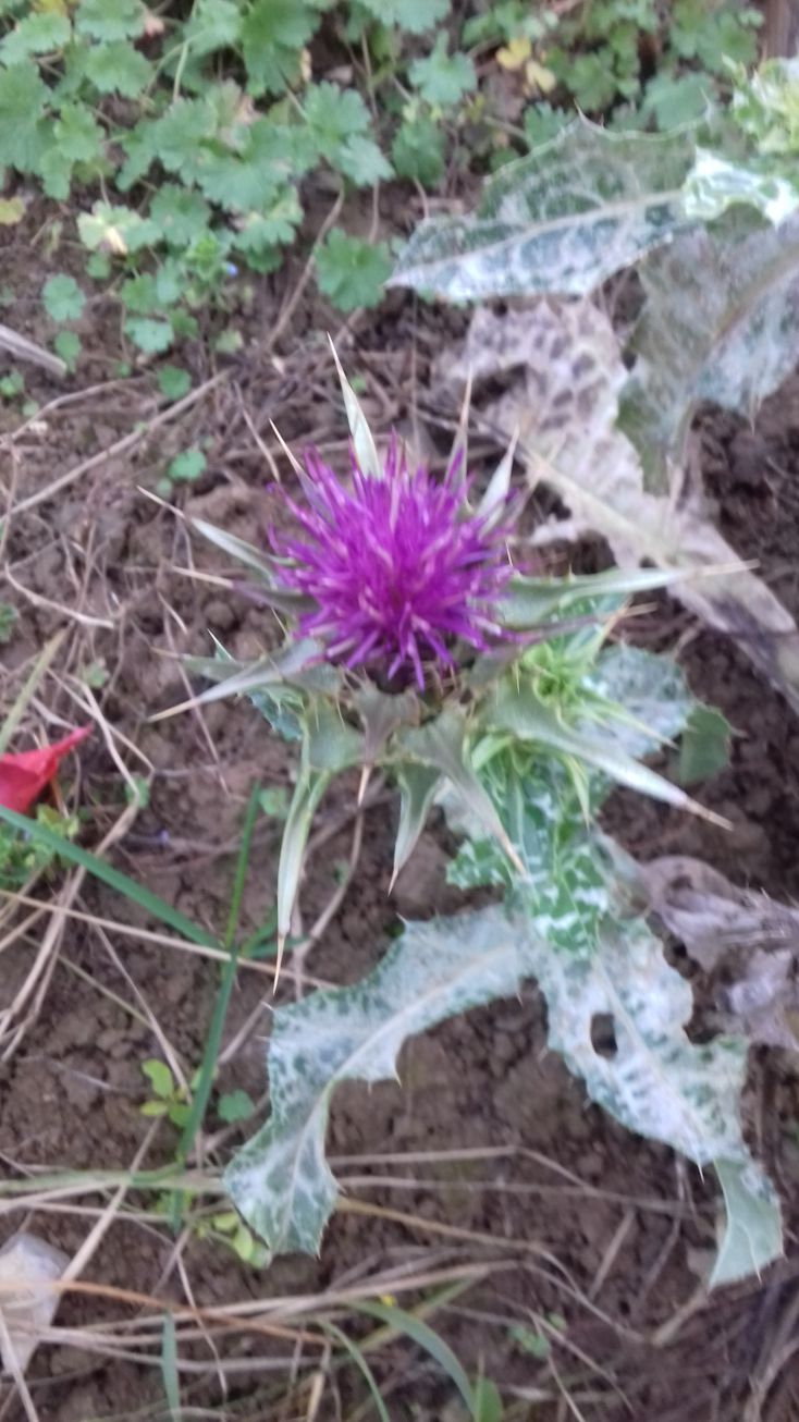 20201104_160959mariendistel.jpg