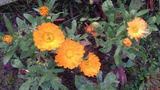 20201105_074509ringelblume1.jpg