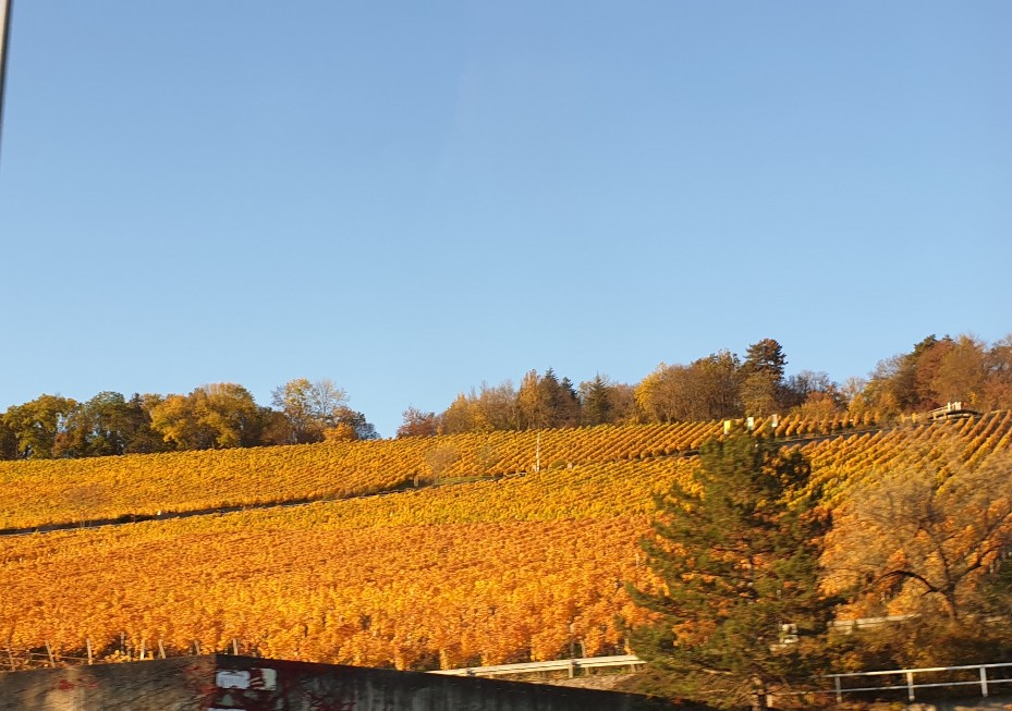 fr__nkische_weinberge_2.jpg