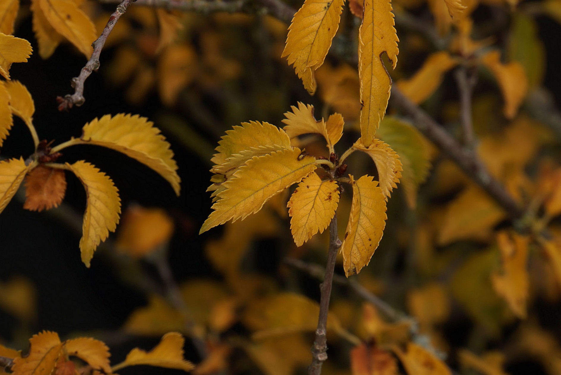 herbst_1.jpg