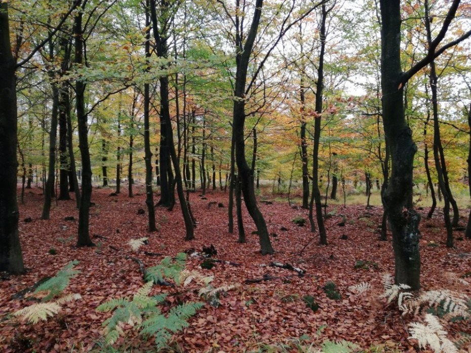 sch__ner_wald.jpg