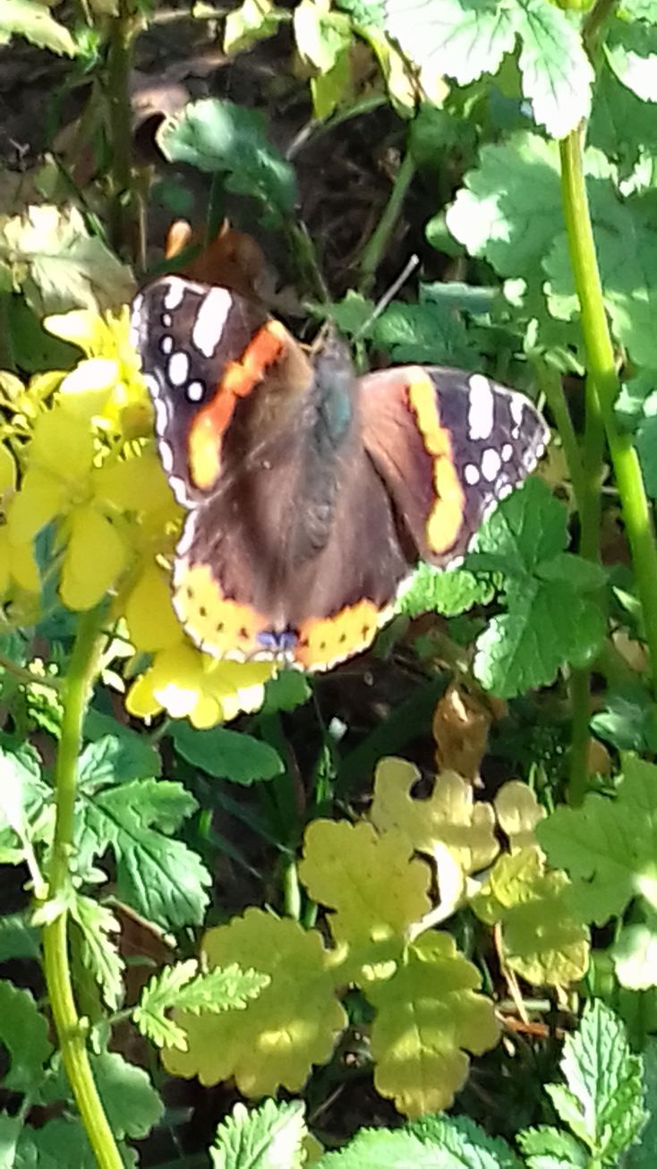 20201109_103308schmetterling21.jpg