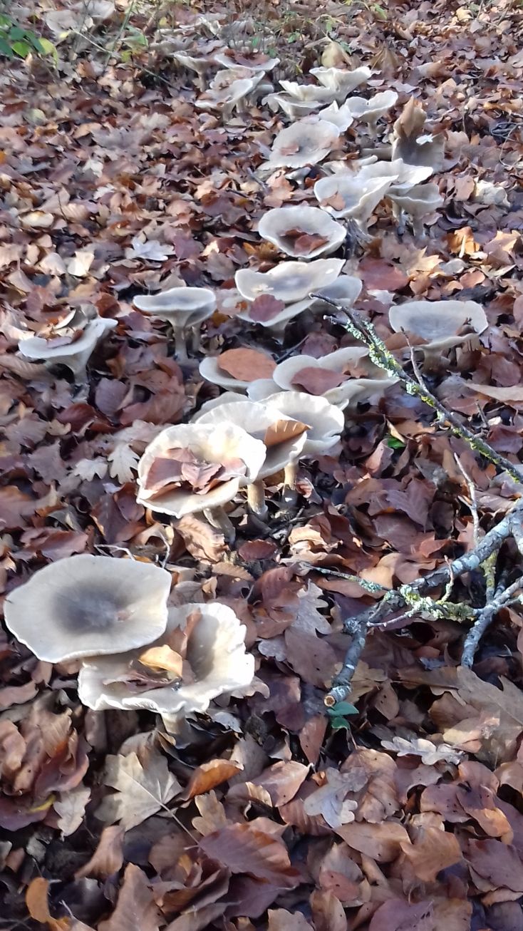 20201109_101434pilze1.jpg