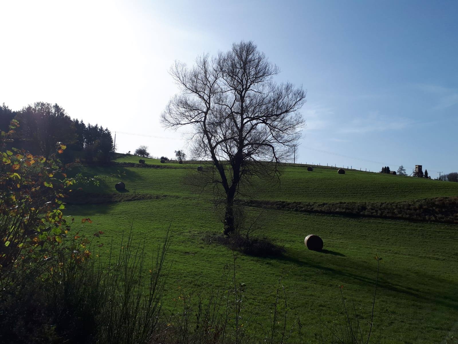 baum_in_der_wiese.jpg