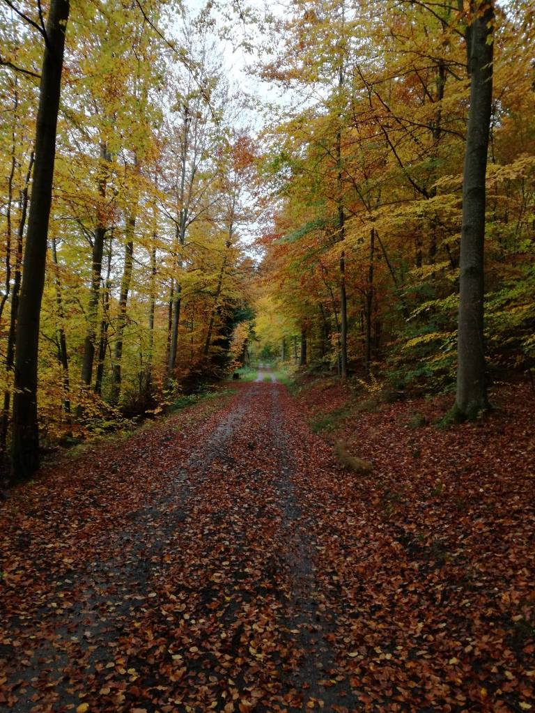 schleiden_herbstweg.jpg