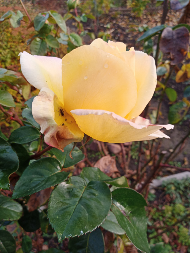 img_20201114_133719.jpg