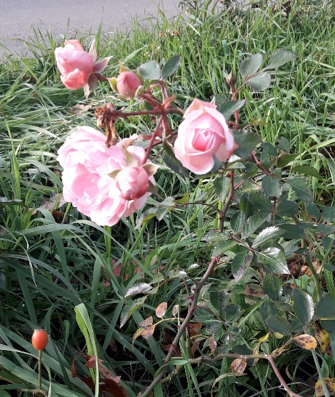 20201117_122804.jpg
