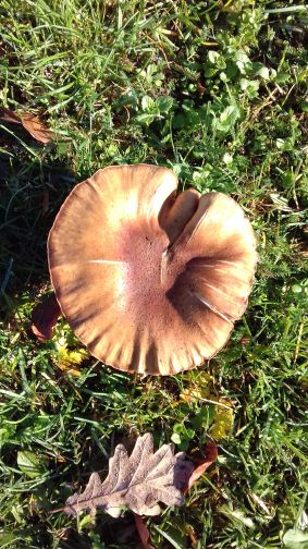 20201118_102436sportpl.jpg