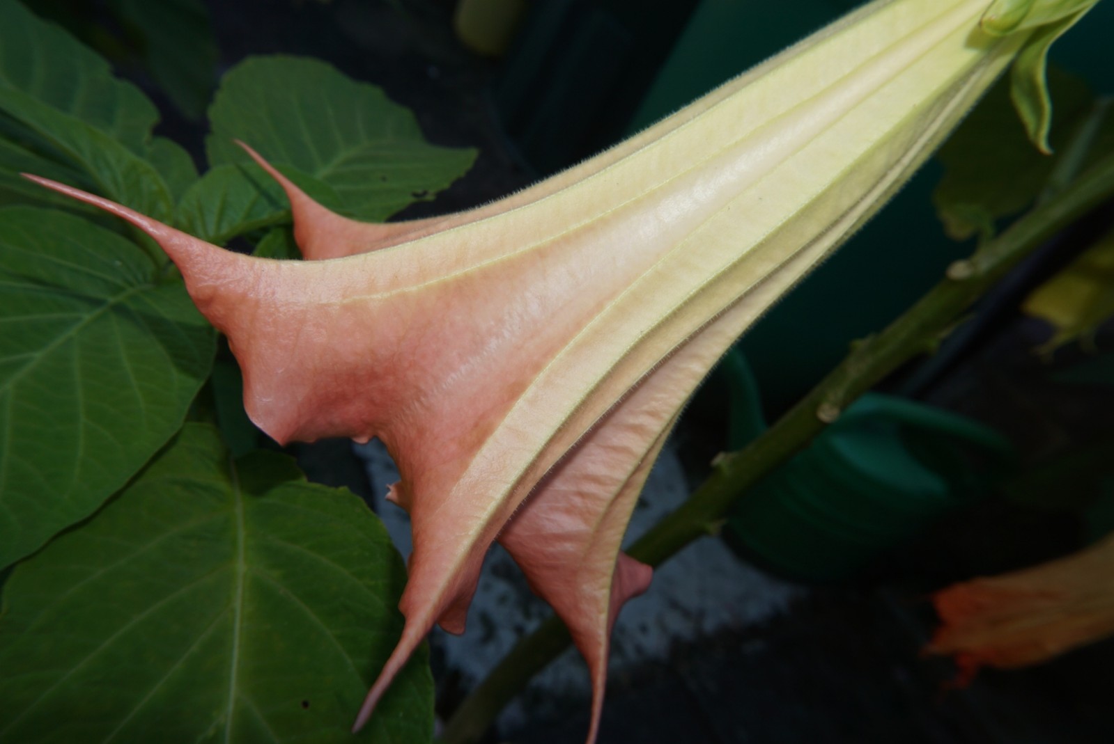 datura_2020.jpg