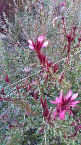 20201117_161731blume_unbekannt.jpg