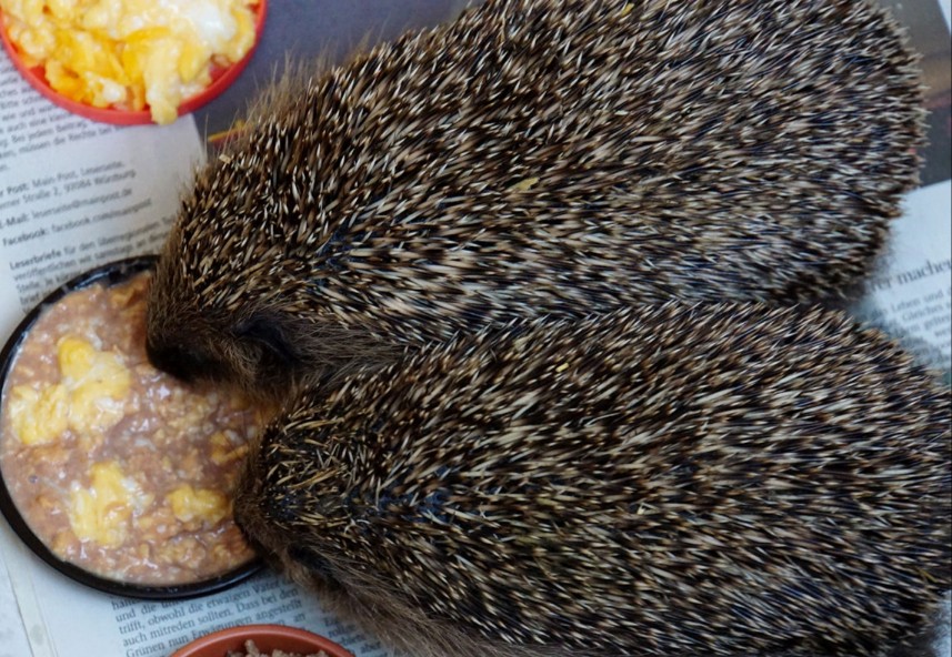 igel_beim_fressen.jpg