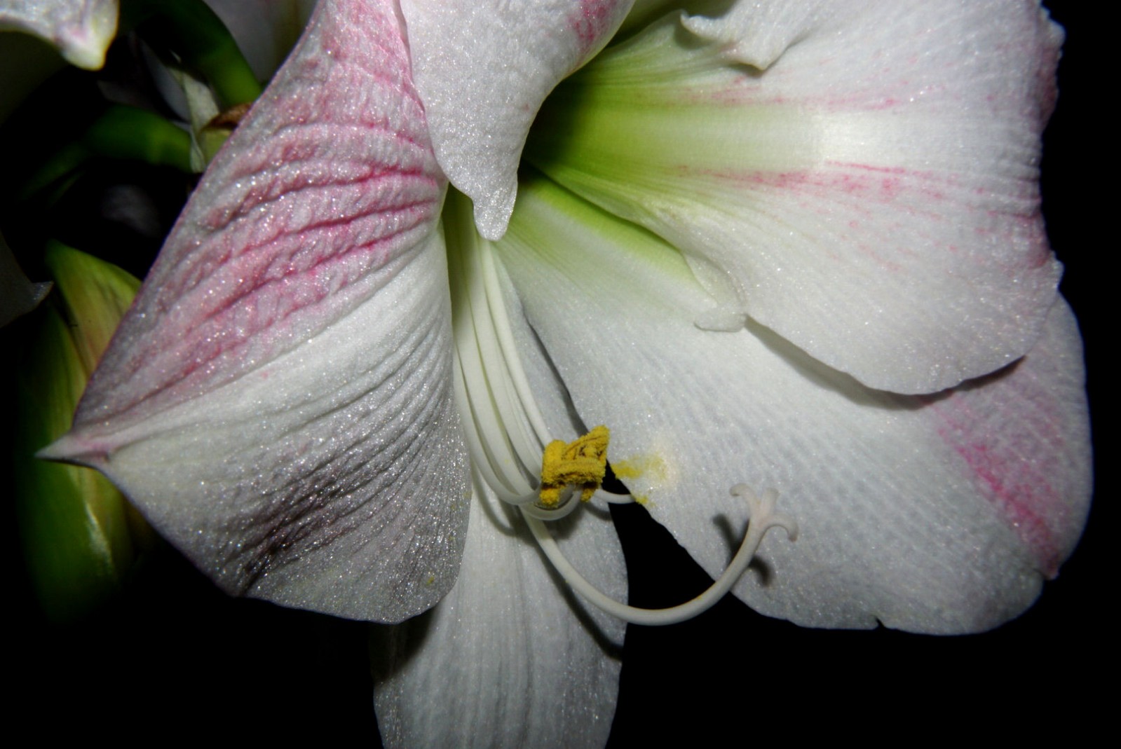 amaryllis_2020.jpg