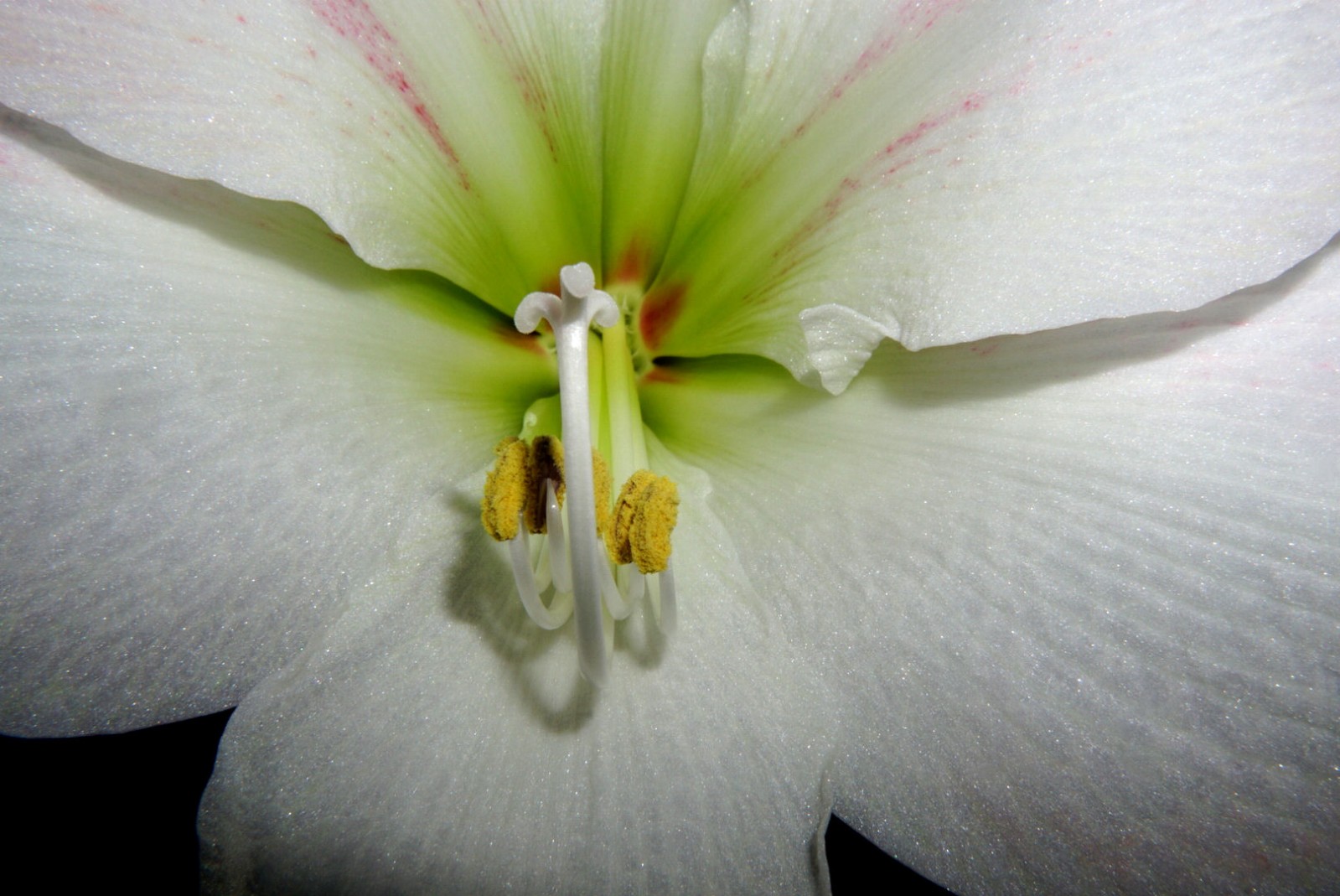 amaryllis_2_nov_2020.jpg