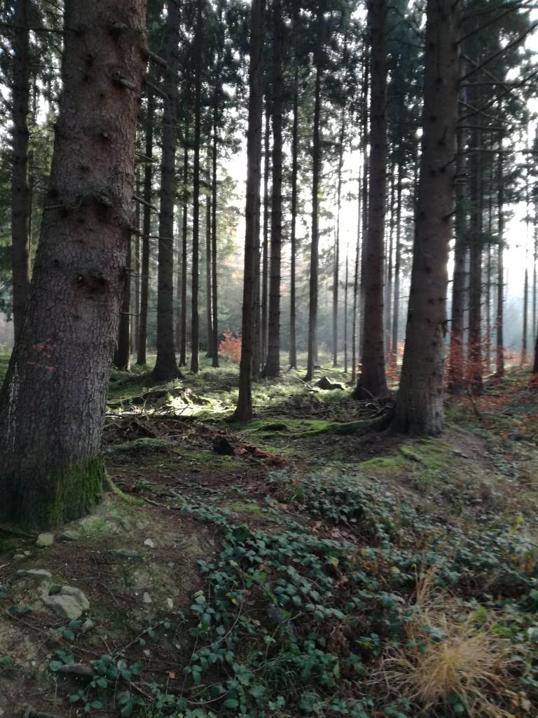 wald_gro__e_b__ume.jpg