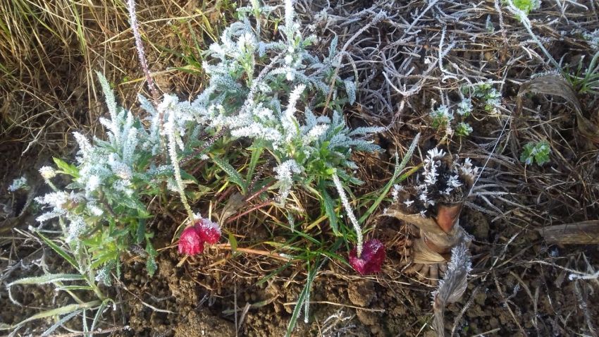 20201121_101853frost1.jpg
