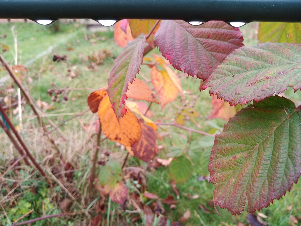 img_20201203_061203.jpg