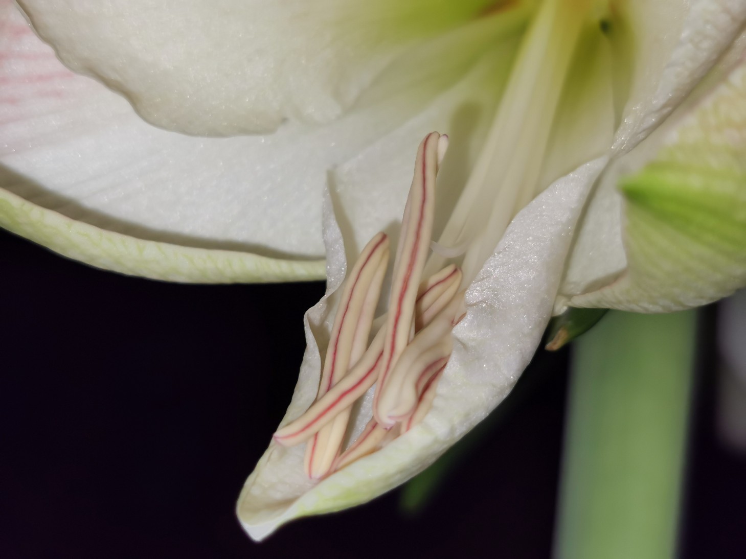 amaryllis_3_2020.jpg