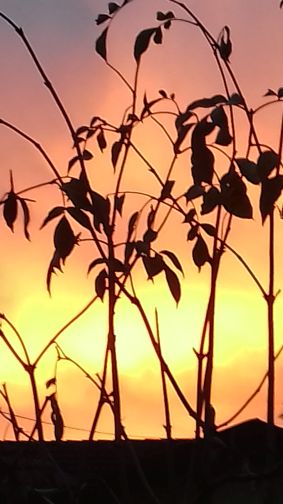 20201204_080136morgenrot.jpg