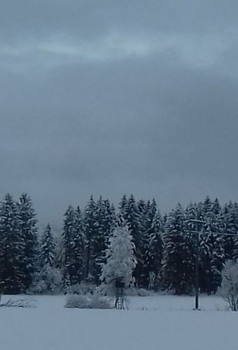 20201207_104346winterland21.jpg