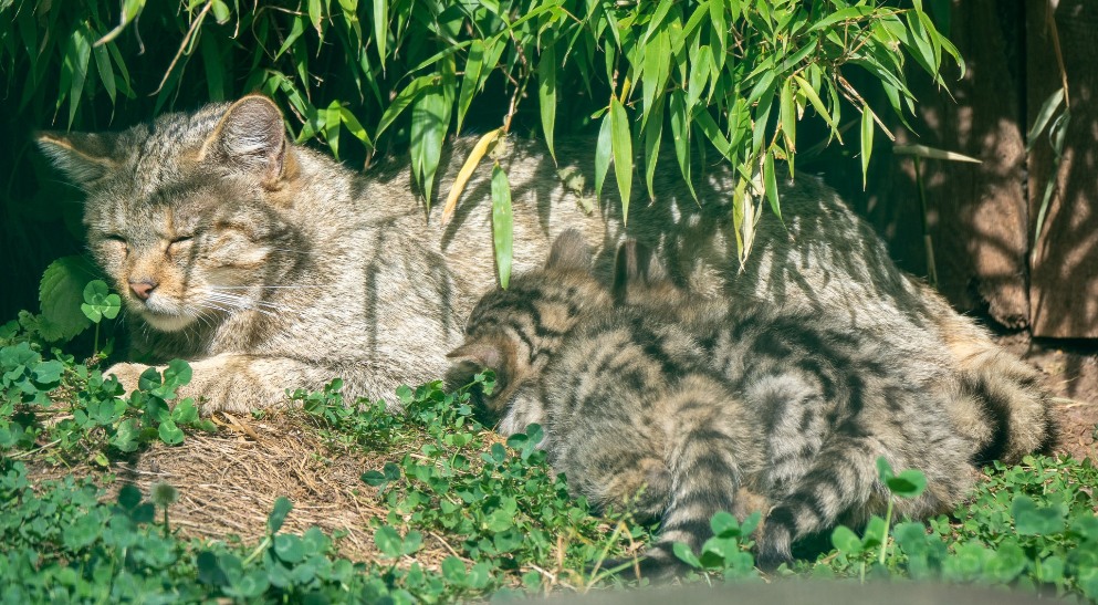 katzen4.jpg