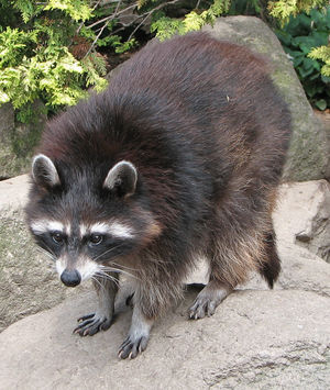 raccoon.jpg