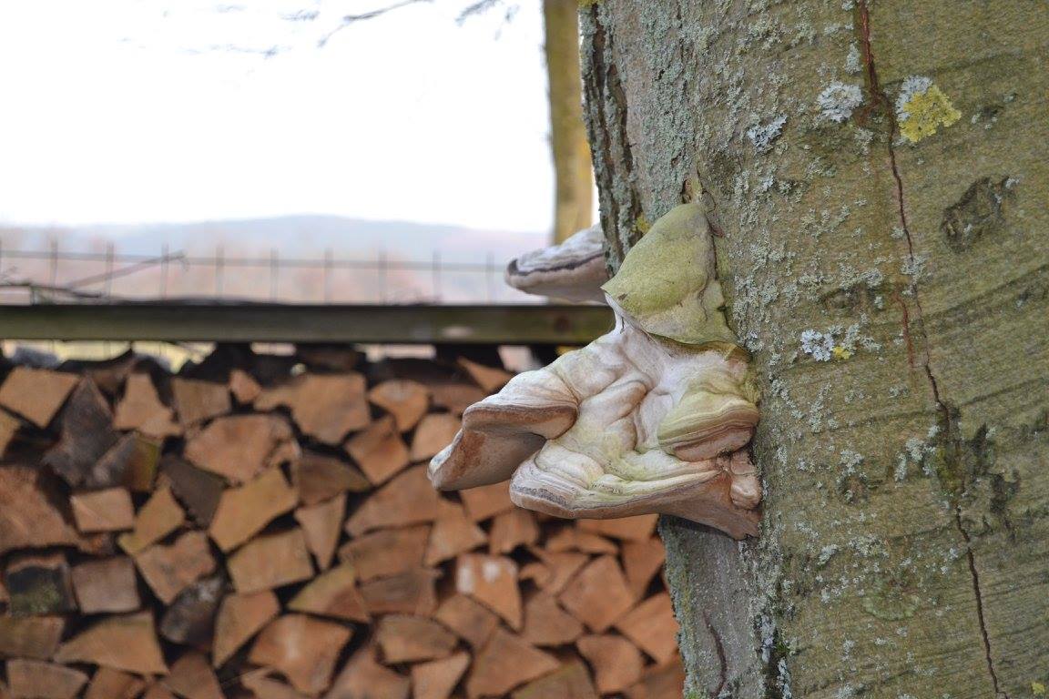 pilz_am_baum.jpg
