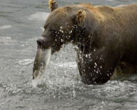 200px-brown_bear_feeding_on_salmon_1.jpg