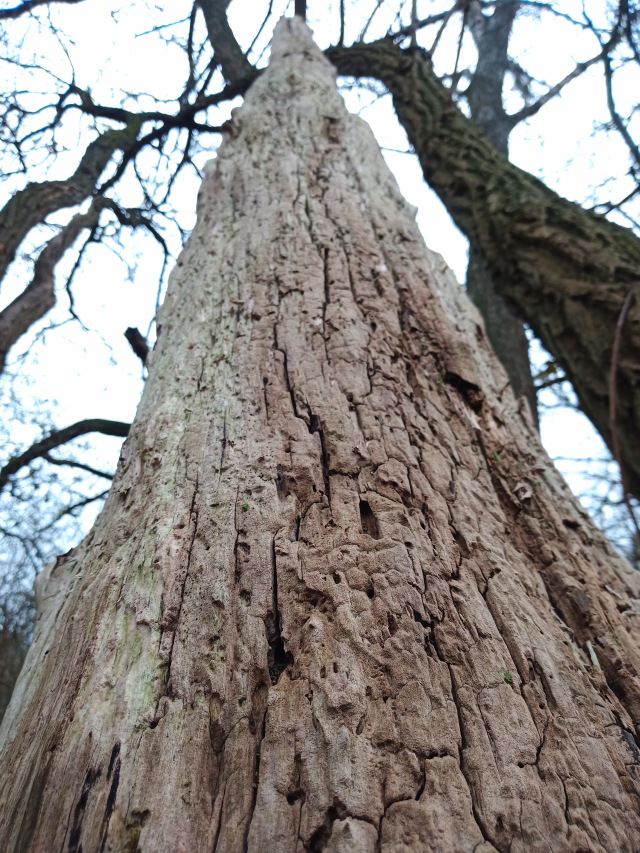 img_20201218_062410.jpg