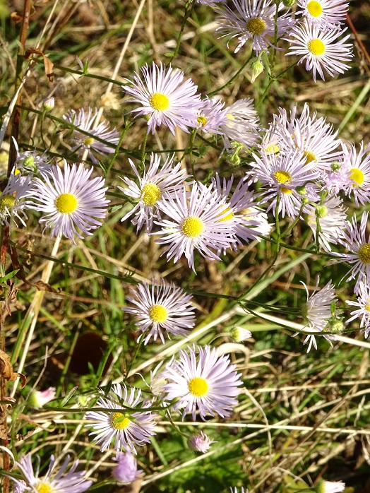 bild_blume_herbst1.jpg