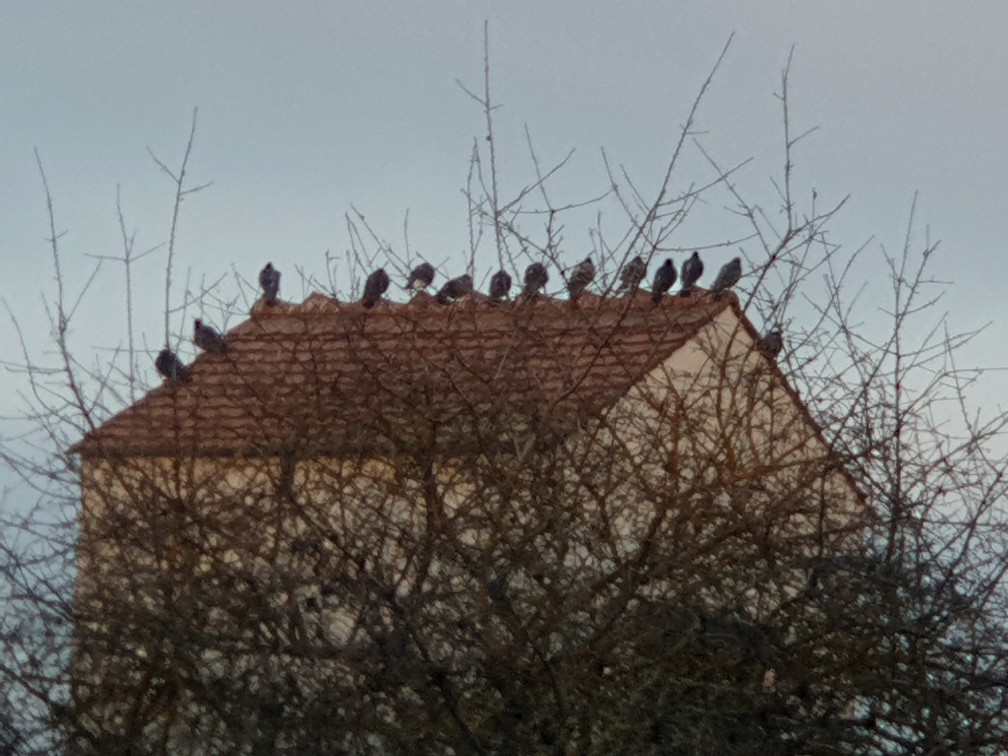 tauben-konferenz.jpg