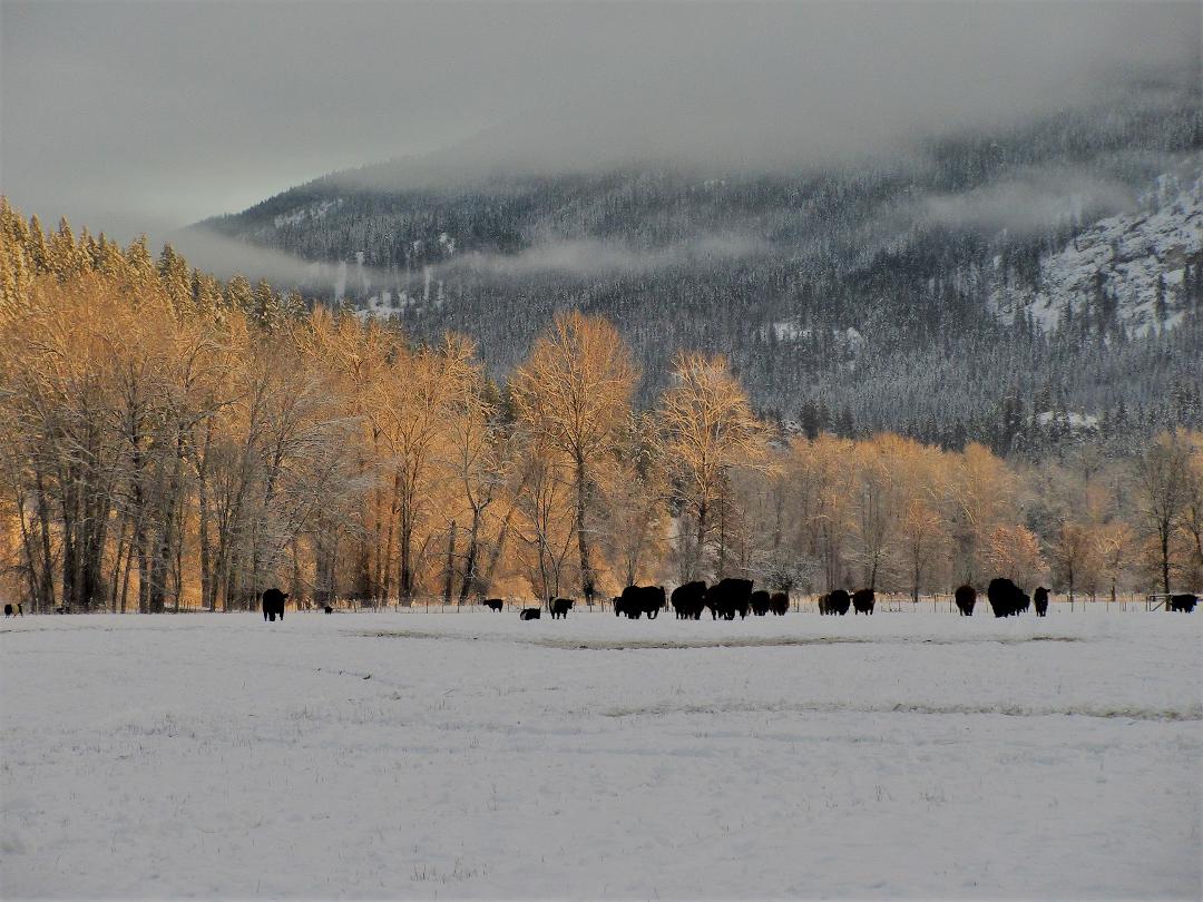 kanada24122020.jpg