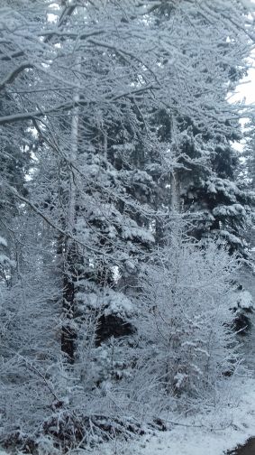 20201225_100706gestern.jpg