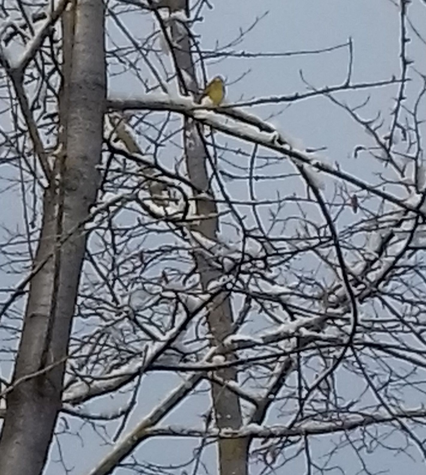 20201226_101953bergfink1.jpg