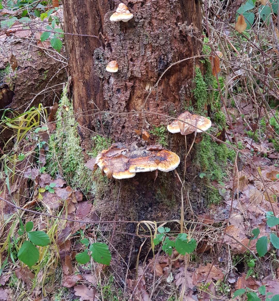 20201227-162252_8505_gallery-1.jpg