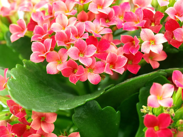 kalanchoe_1_.jpg