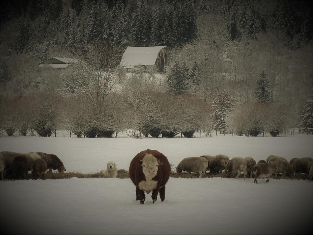 kanada29122020_eine_art_familie.jpg